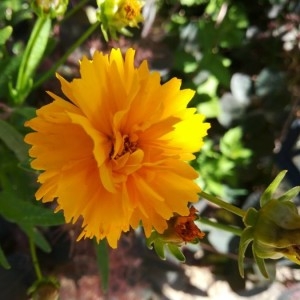 Photographie n°2207043 du taxon Coreopsis grandiflora Hogg ex Sweet [1836]