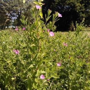 Photographie n°2207076 du taxon Epilobium hirsutum L. [1753]