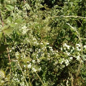 Photographie n°2207077 du taxon Galium mollugo L. [1753]