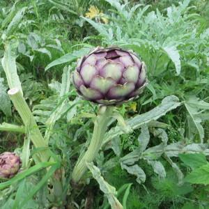 Photographie n°2207105 du taxon Cynara scolymus L. [1753]