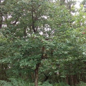 Photographie n°2207128 du taxon Sorbus torminalis (L.) Crantz [1763]