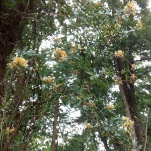 Photographie n°2207130 du taxon Lonicera periclymenum L. [1753]