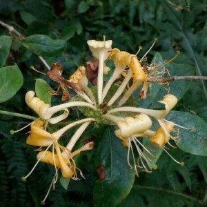 Photographie n°2207131 du taxon Lonicera periclymenum L. [1753]