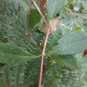 Photographie n°2207132 du taxon Lonicera periclymenum L. [1753]