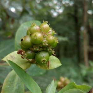 Photographie n°2207133 du taxon Lonicera periclymenum L. [1753]
