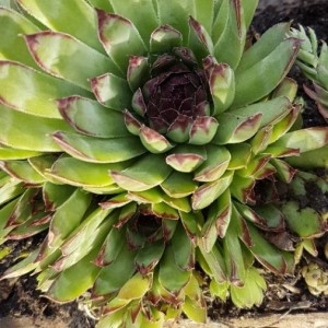 Photographie n°2207138 du taxon Sempervivum montanum L. [1753]