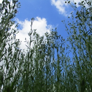 Photographie n°2207164 du taxon Linum usitatissimum L.