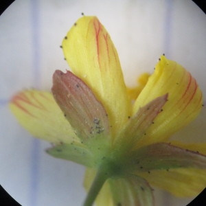 Photographie n°2207166 du taxon Hypericum humifusum L.
