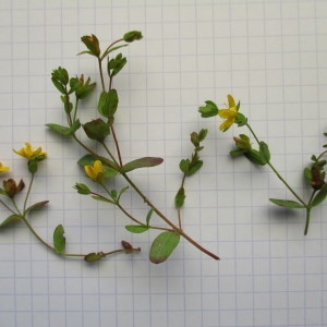 Photographie n°2207167 du taxon Hypericum humifusum L.