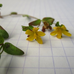 Photographie n°2207168 du taxon Hypericum humifusum L.