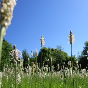 Photographie n°2207186 du taxon Plantago media L.