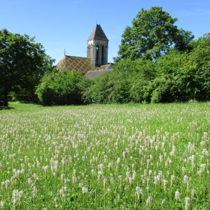 Photographie n°2207187 du taxon Plantago media L.