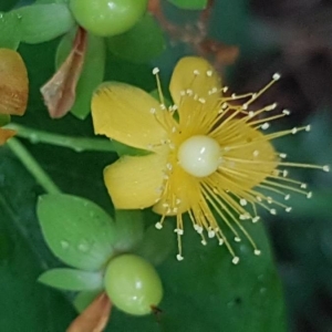 Photographie n°2207239 du taxon Hypericum androsaemum L. [1753]