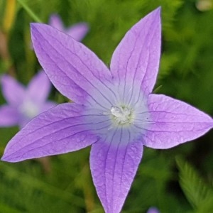 Photographie n°2207252 du taxon Campanula patula L. [1753]