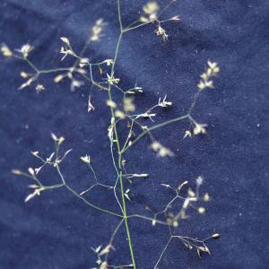 Photographie n°2207281 du taxon Agrostis capillaris L. [1753]