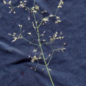 Photographie n°2207285 du taxon Agrostis capillaris L. [1753]