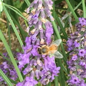 Photographie n°2207308 du taxon Lavandula angustifolia Mill. [1768]