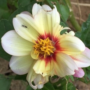 Photographie n°2207312 du taxon Dahlia pinnata Cav. [1791]