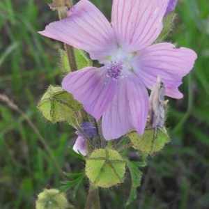 Photographie n°2207322 du taxon Malva moschata L. [1753]