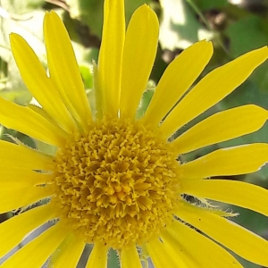 Photographie n°2207325 du taxon Doronicum grandiflorum Lam. [1786]