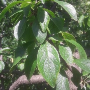 Photographie n°2207337 du taxon Prunus domestica L. [1753]