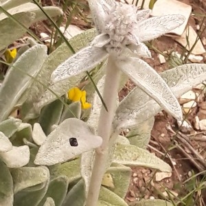 Photographie n°2207364 du taxon Stachys lanata Crantz [1769]