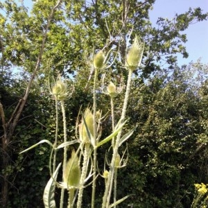 Photographie n°2207368 du taxon Dipsacus fullonum L. [1753]