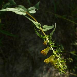 Photographie n°2207394 du taxon Melampyrum pratense L. [1753]