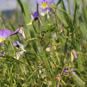 Photographie n°2207417 du taxon Viola tricolor L.