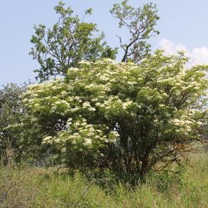 Photographie n°2207418 du taxon Sambucus nigra L.