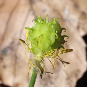 Photographie n°2207431 du taxon Ranunculus acris L. [1753]