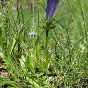 Photographie n°2207439 du taxon Gentiana angustifolia Vill.