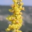  Marie  Portas - Verbascum lychnitis L.