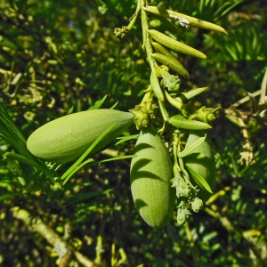 Photographie n°2207479 du taxon Cephalotaxus harringtonii var. drupacea (Siebold & Zucc.) Koidz. [1930]