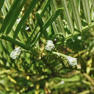 Photographie n°2207480 du taxon Cephalotaxus harringtonii var. drupacea (Siebold & Zucc.) Koidz. [1930]