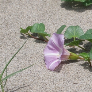 Photographie n°2207496 du taxon Calystegia soldanella (L.) Roem. & Schult.