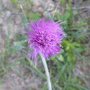 Photographie n°2207546 du taxon Cirsium tuberosum (L.) All. [1785]