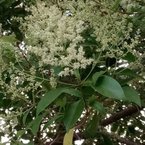 Photographie n°2207579 du taxon Ligustrum lucidum W.T.Aiton [1810]