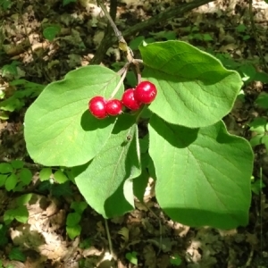 Photographie n°2207596 du taxon Lonicera xylosteum L. [1753]
