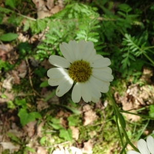 Photographie n°2207599 du taxon Tanacetum corymbosum (L.) Sch.Bip. [1844]