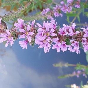 Photographie n°2207604 du taxon Lythrum salicaria L.