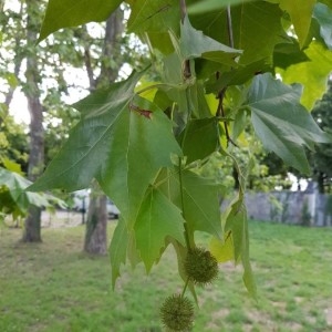 Photographie n°2207621 du taxon Platanus orientalis L. [1753]