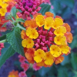 Photographie n°2207643 du taxon Lantana camara L. [1753]