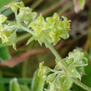 Photographie n°2207658 du taxon Alchemilla alpina L. [1753]