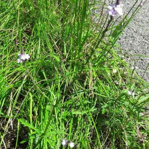 Photographie n°2207673 du taxon Verbena officinalis L. [1753]