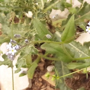Photographie n°2207702 du taxon Myosotis arvensis (L.) Hill [1764]