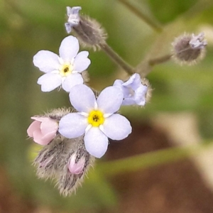 Photographie n°2207703 du taxon Myosotis arvensis (L.) Hill [1764]