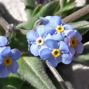 Photographie n°2207712 du taxon Myosotis alpestris F.W.Schmidt [1794]