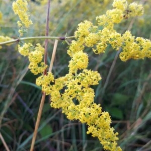 Photographie n°2207753 du taxon Galium verum L. [1753]