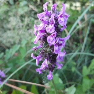 Photographie n°2207758 du taxon Betonica officinalis L. [1753]